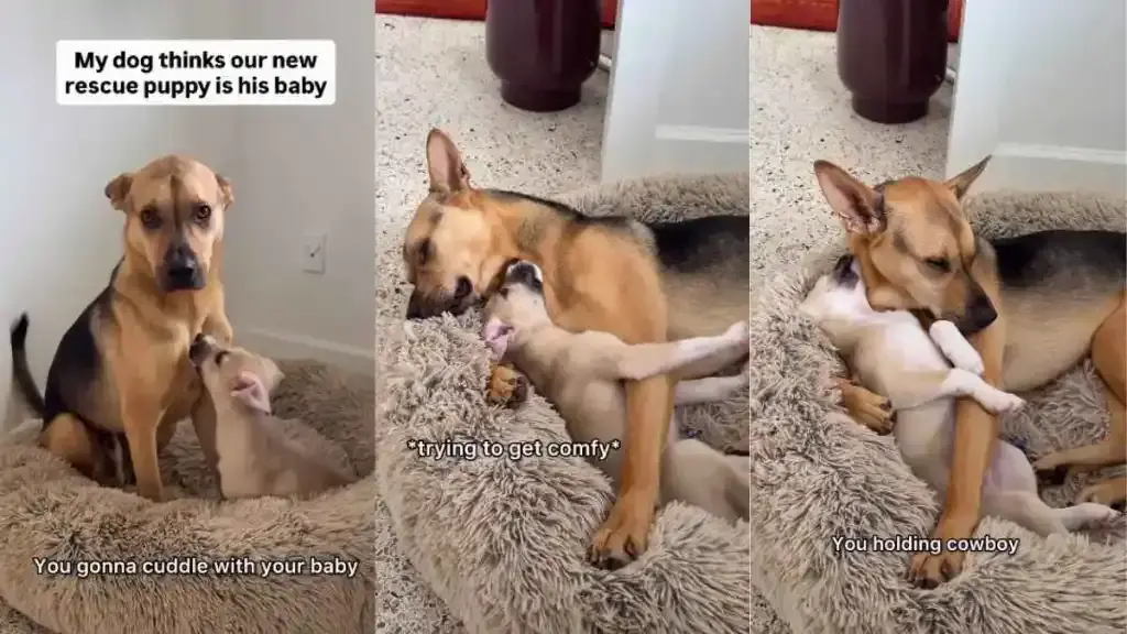 Rescue Dog Cactus Adopts New Puppy Brother Cowboy in Heartwarming Video