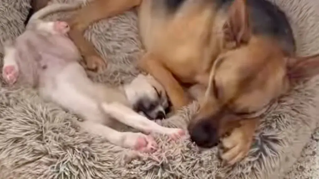 Rescue Dog Refuses to Nap Without Tiny Puppy Sibling
