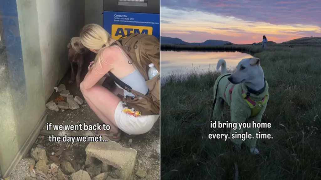Cash the rescue dog finds forever home in unexpected meeting