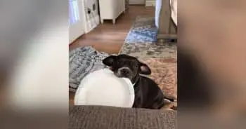 Rescue Dog Craves Chinese Takeout, Owner Plays the Role of Gatekeeper