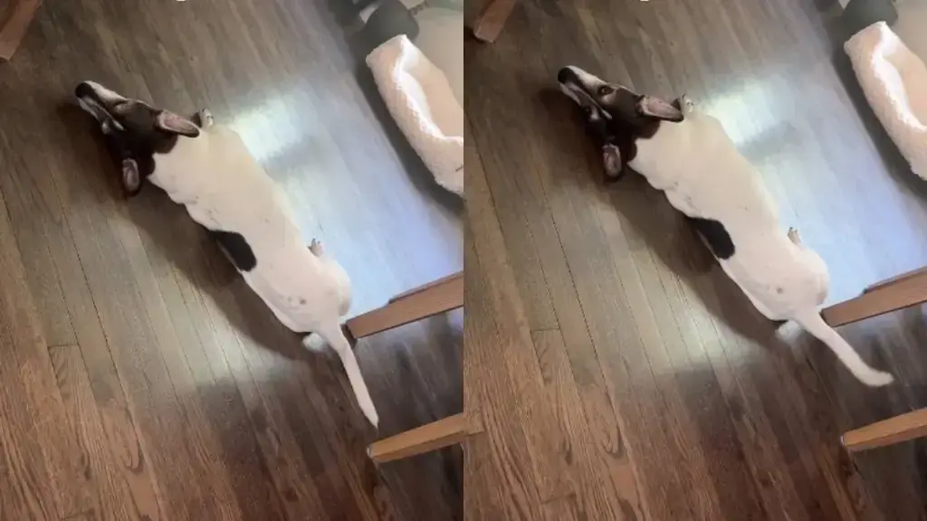 Rescue Dog Dennis Shows Unexpected Reaction to Cheese Offer