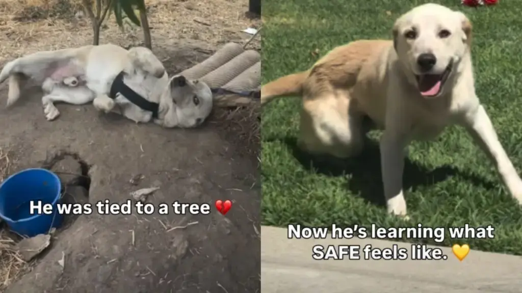 Rescue Dog Learns to Play After Life Tied to a Tree — Now He Needs a Family of His Own