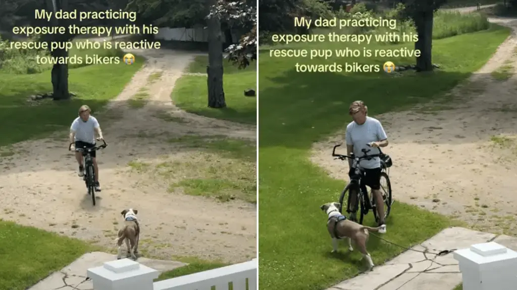 Rescue Dog Learns to Trust Cyclists Through Dad's Bike Rides