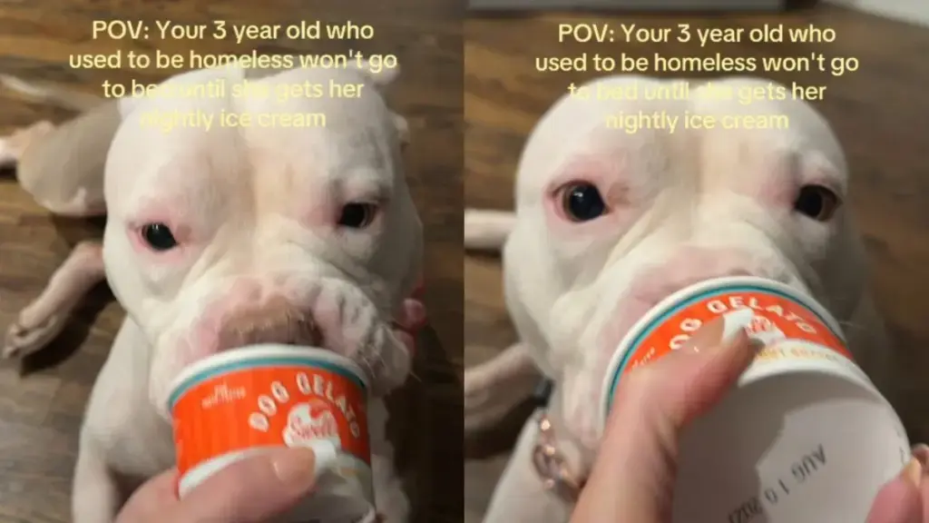 Rescue Dog Licks Her Bedtime Ice Cream — Her Once-Homeless Days Feel a Whole World Away
