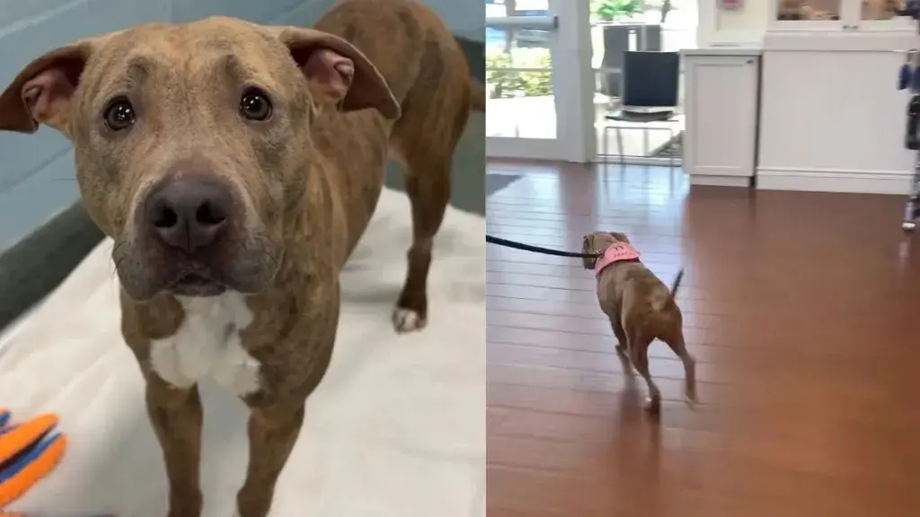 Rescue Dog Noelle Shares Heartwarming Update With New Family