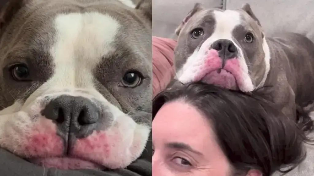 Rescue Dog Once Abandoned Now Gazes at Mom With Pure Devotion