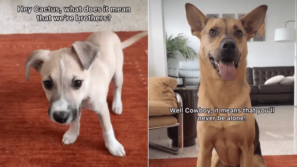 Rescue Dog Shows New Puppy the Meaning of Brotherhood
