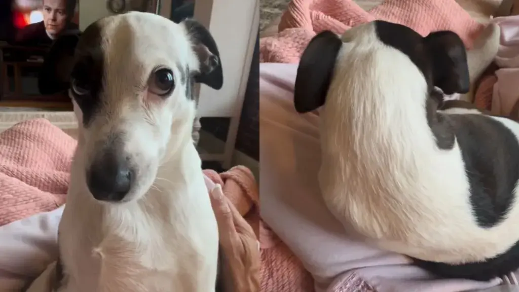 Rescue Dog Stares at Mom During Talk About His Size — His Face Says She Has Gone Too Far