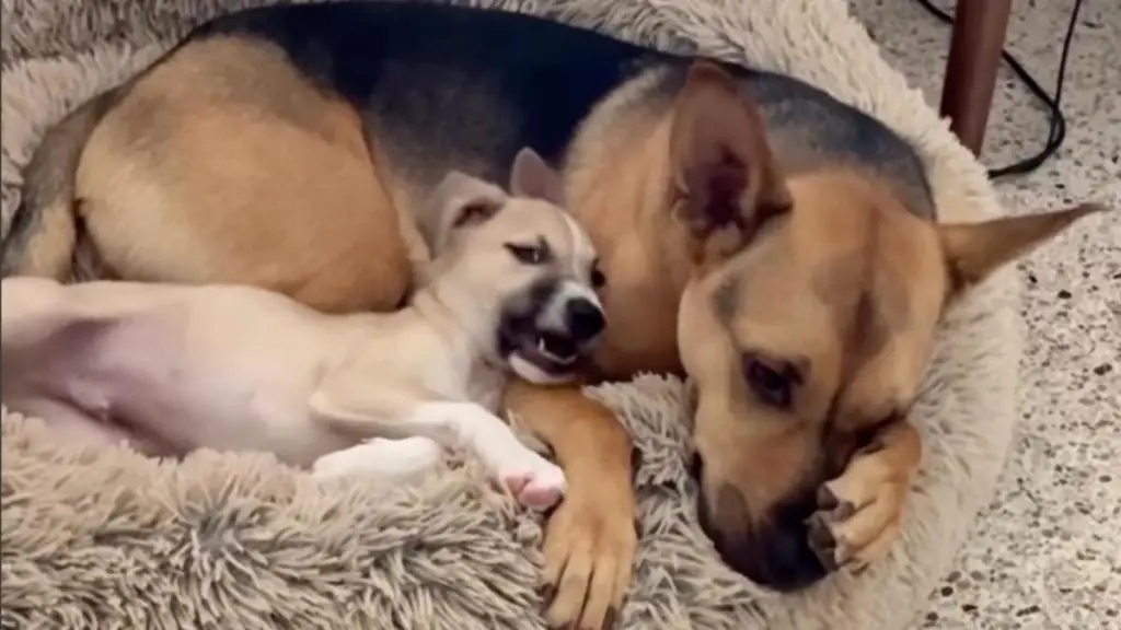 Rescue Puppy Mimics Big Buddy’s Nap Pose in Heartwarming Instagram Moment