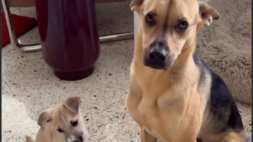 Rescue Puppy Cowboy Won't Leave Side of Dog Cactus Despite Bed Space Struggles