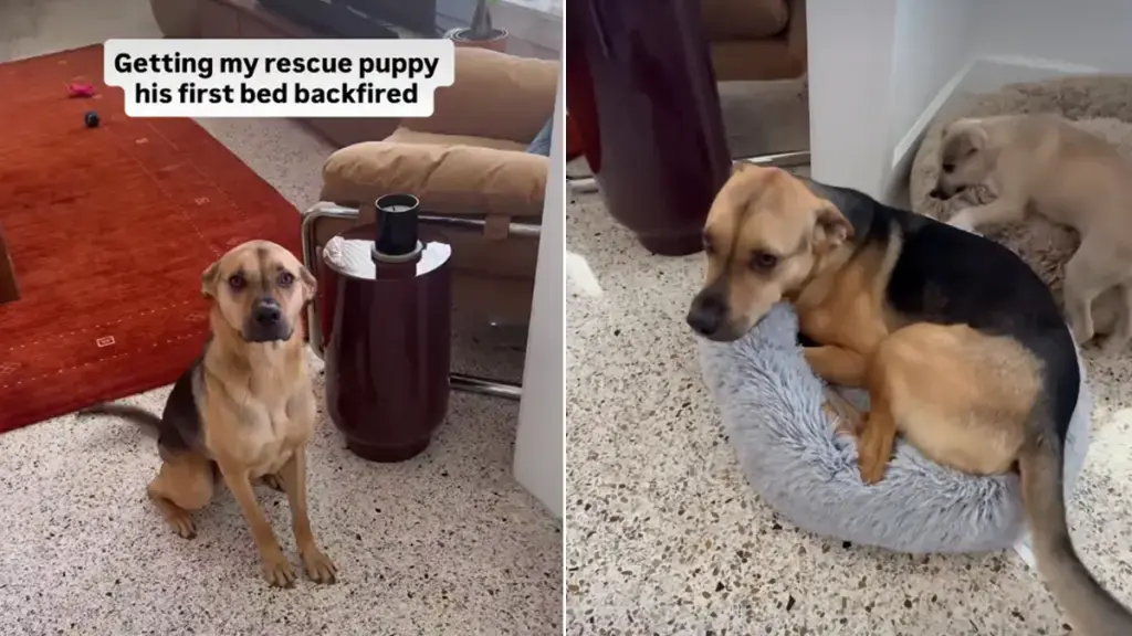 Rescue Puppy Gets His First Bed, Only for His Furry Brother to Steal It