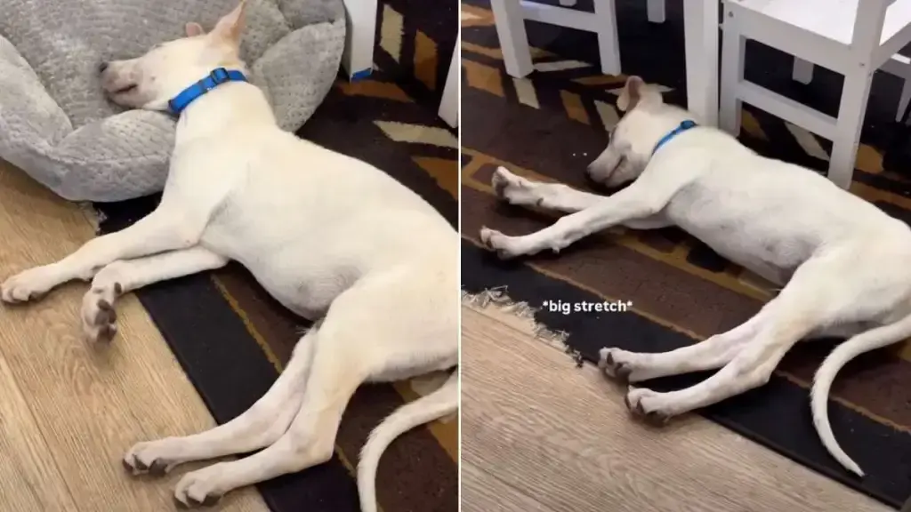 Rescue Puppy’s Dream Noises Give Tiny Human a Sweet Little Mystery to Giggle Over