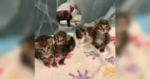 Rescue Team Saves Mother Cat and Her Seven Tiny Kittens