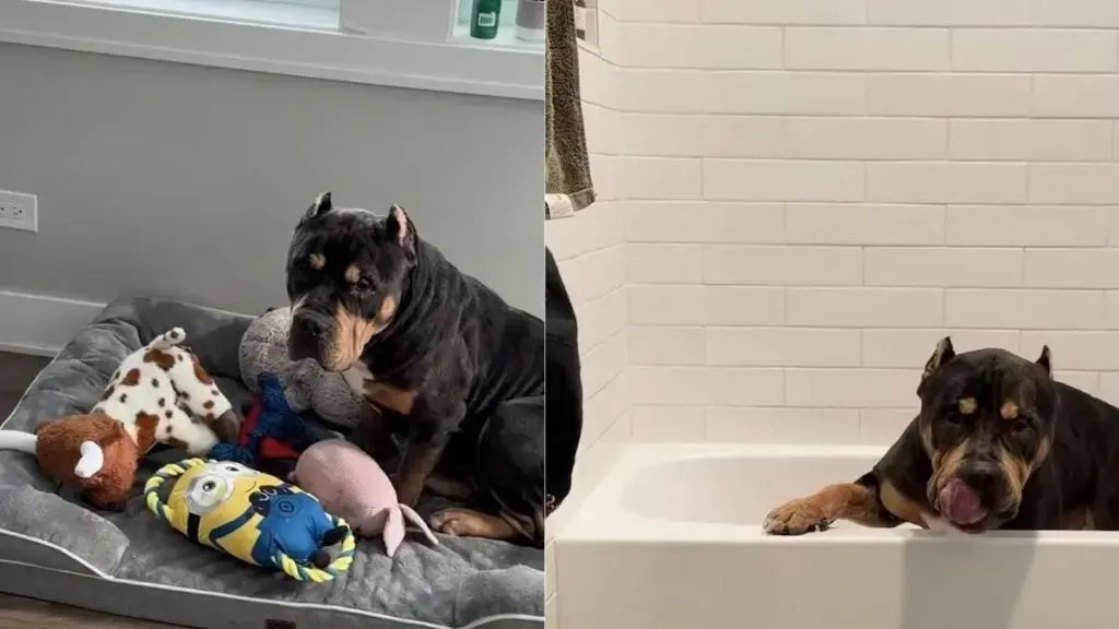 Rescued Dog Experiences First Bath and Joyful Playtime