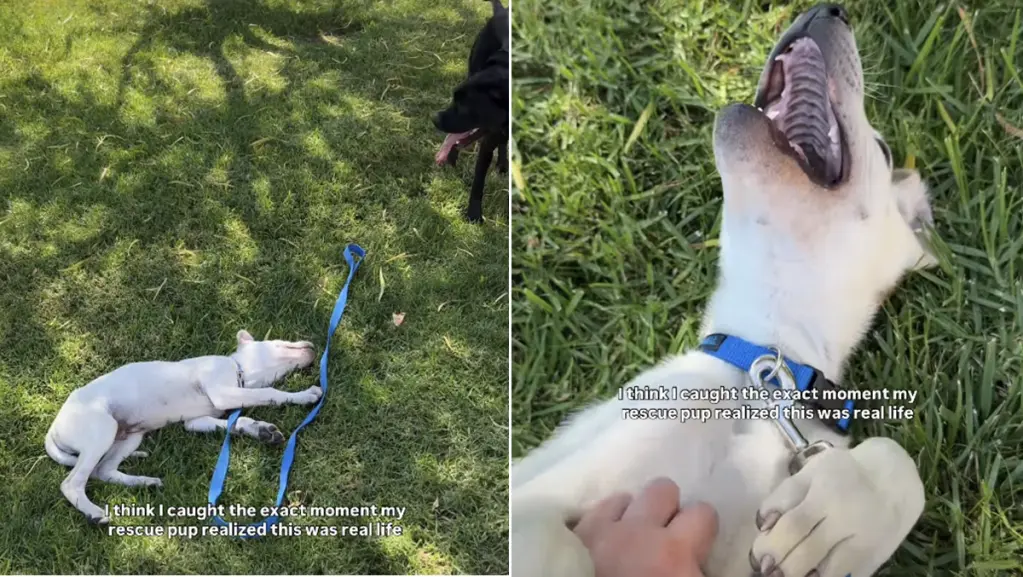 Rescued Puppy Chip Finds Joy in Play, Signs He’s Settling into a New Home
