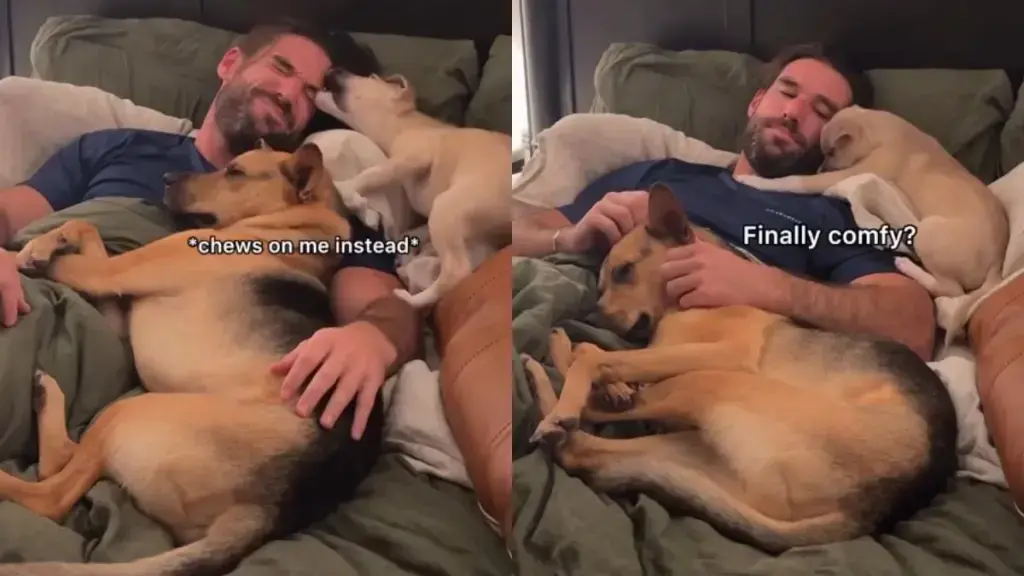 Restless Rescue Puppy Finds Comfort With Father And Sibling