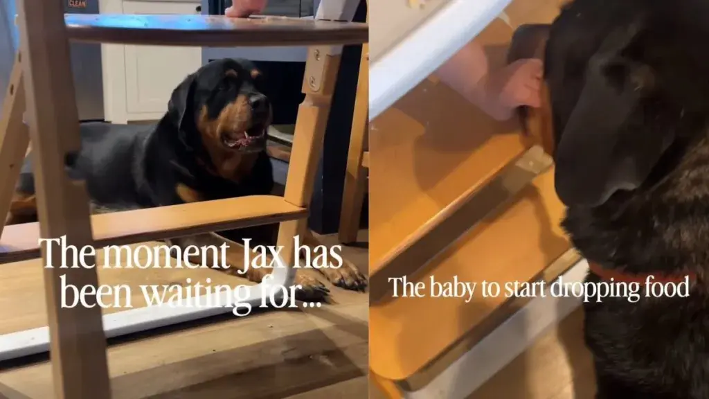 Rottweiler Waits For Baby To Drop Food Before Eating