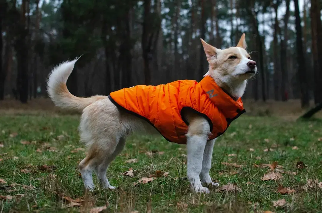 Ruffwear Climate Changer Dog Coat Receives Positive Review After Field Test