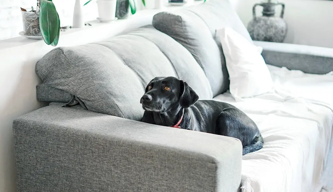 Ruffwear Furness Dog Jacket Delivers Long‑Term Comfort and Warmth for Active Dogs