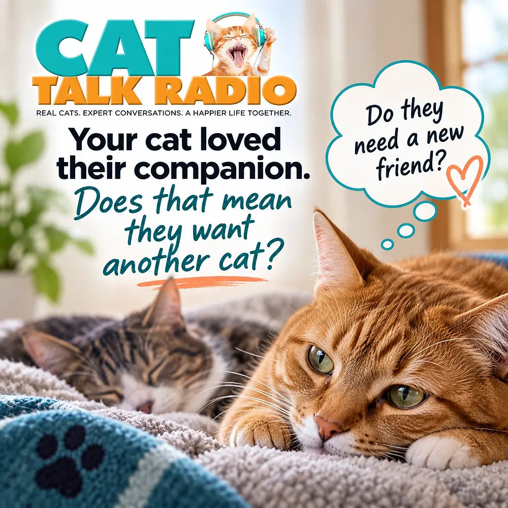 Should You Add a New Cat After Losing a Feline Friend?