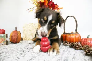 Fall Food Safety Tips for Dogs During Autumn Season