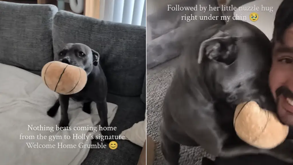 Holly the Staffy Greeted Her Owner With a Heartwarming Grumble