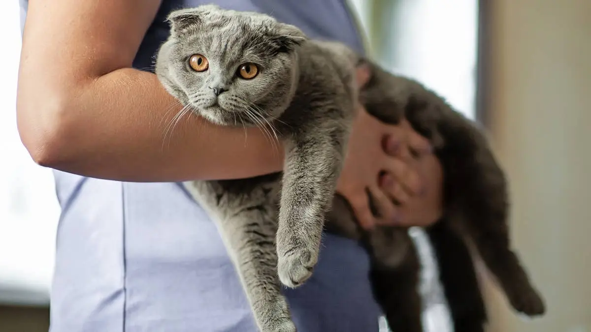 Are Scottish Folds Good Pets? What Vets Want You to Know