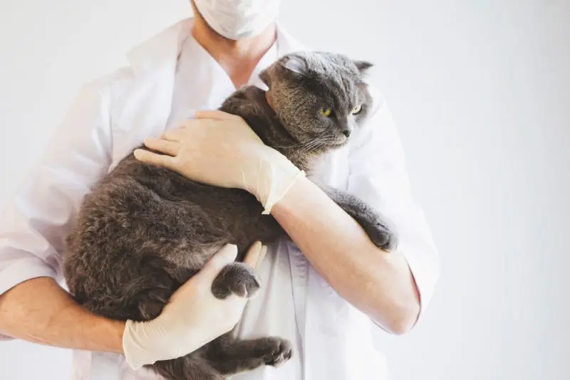 Recognizing Subtle Signs of Aging in Senior Cats