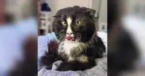Senior Cat Glares at World Until Foster Mom Wins His Trust