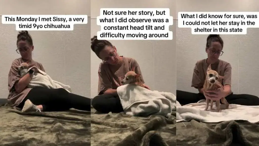 Senior Chihuahua Finds Safety After Struggle With Mobility Issues
