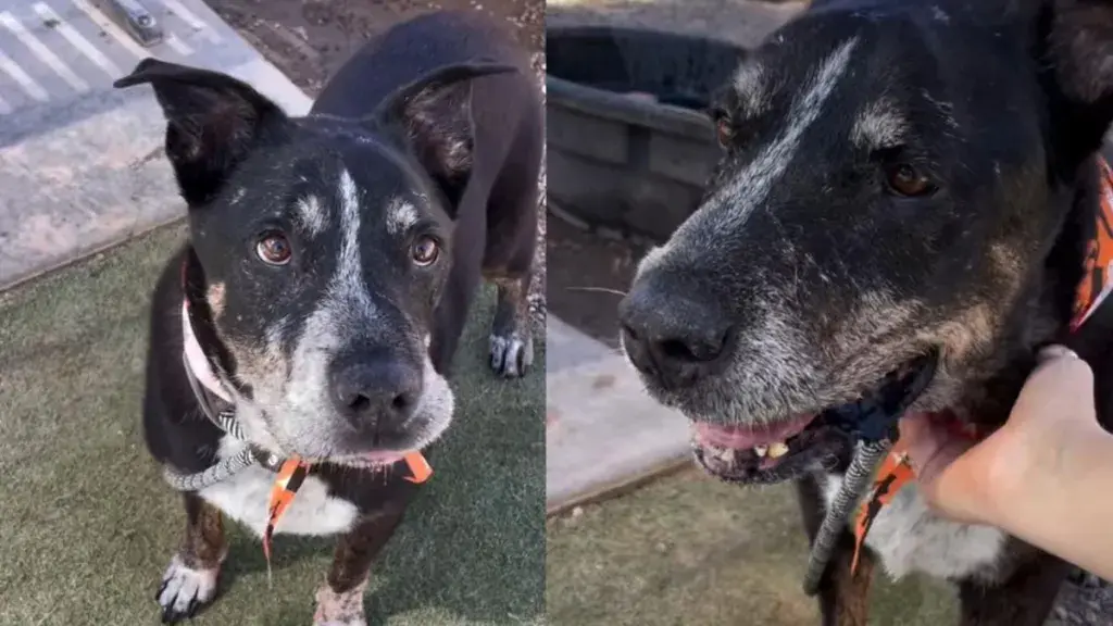 Senior Dog Finds New Home After Losing Family at Fourteen