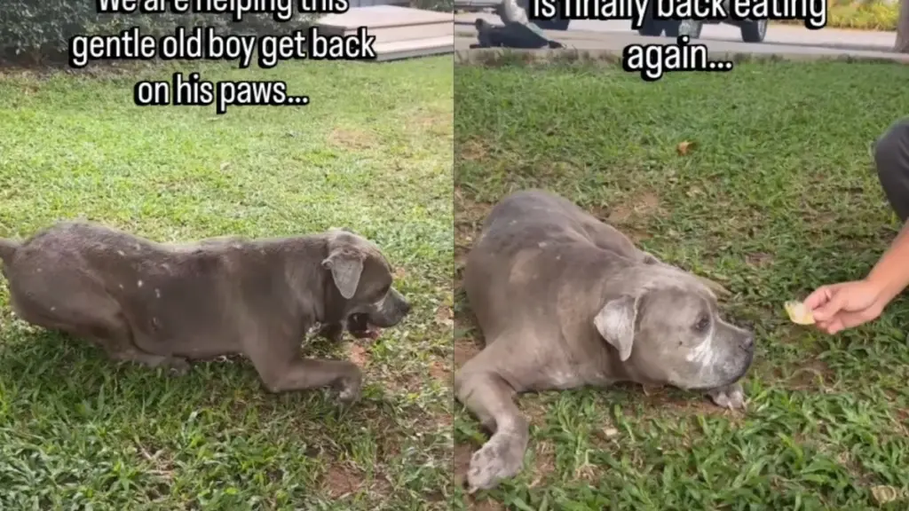 Senior Dog Recovers After Street Attack