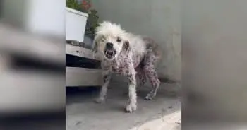 Senior Dog Defies Rescue Norms With Unusual Greeting Style
