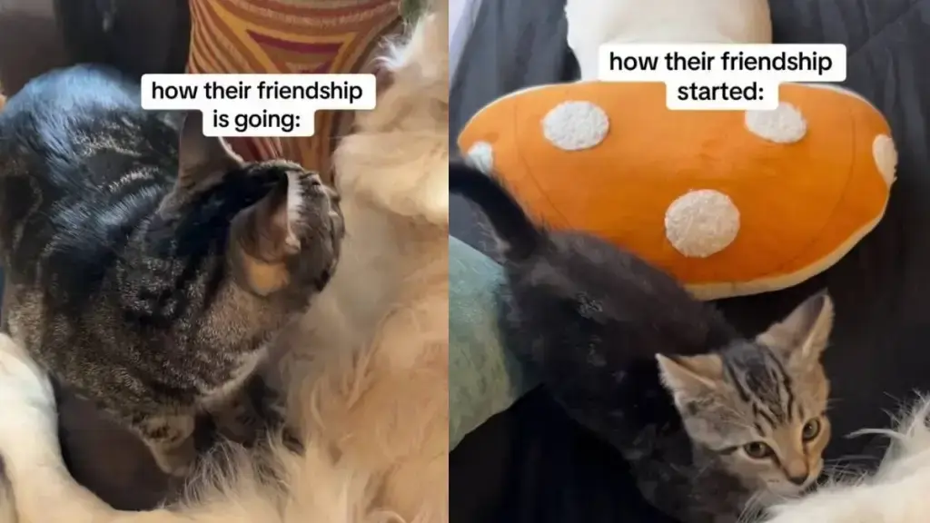 Senior Golden Retriever Becomes Unlikely Guardian for Tiny Kitten