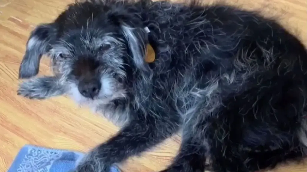 Senior Rescue Dog Expresses Confusion Over Household Item