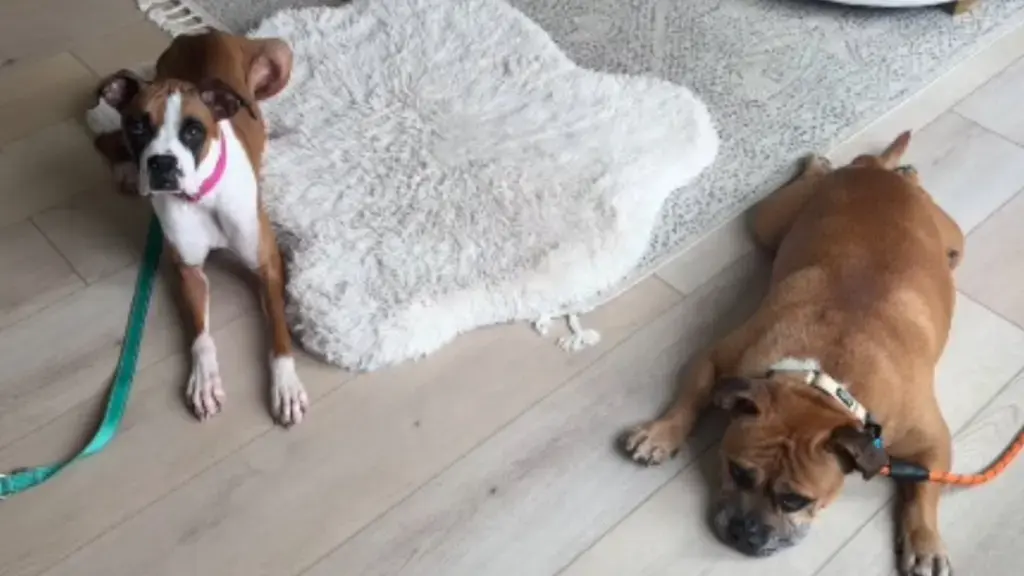 Senior Rescue Dog Finds Joy with Foster Sister