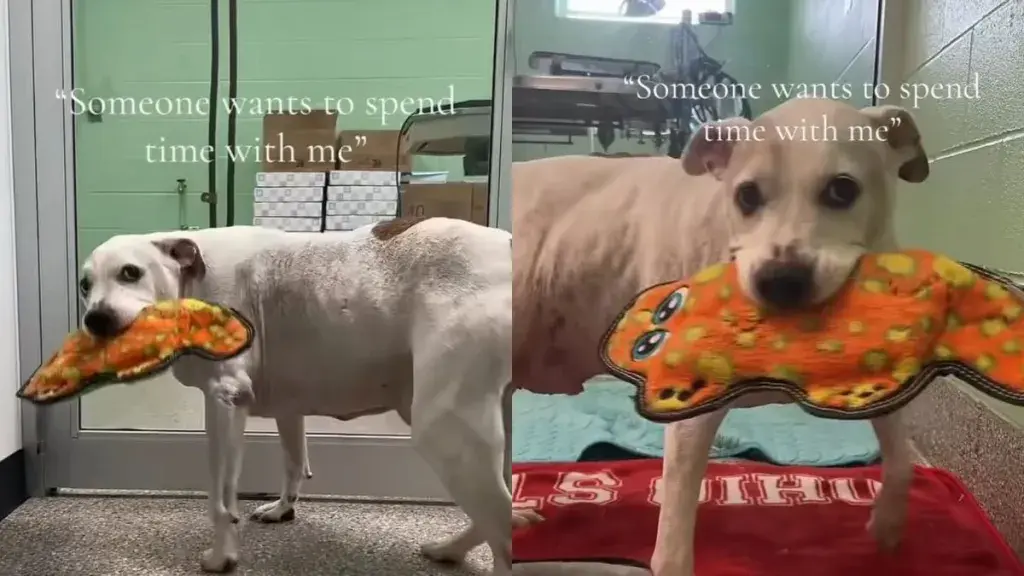 Senior Rescue Dog Finds Joy in Simple Toy at Humane Society