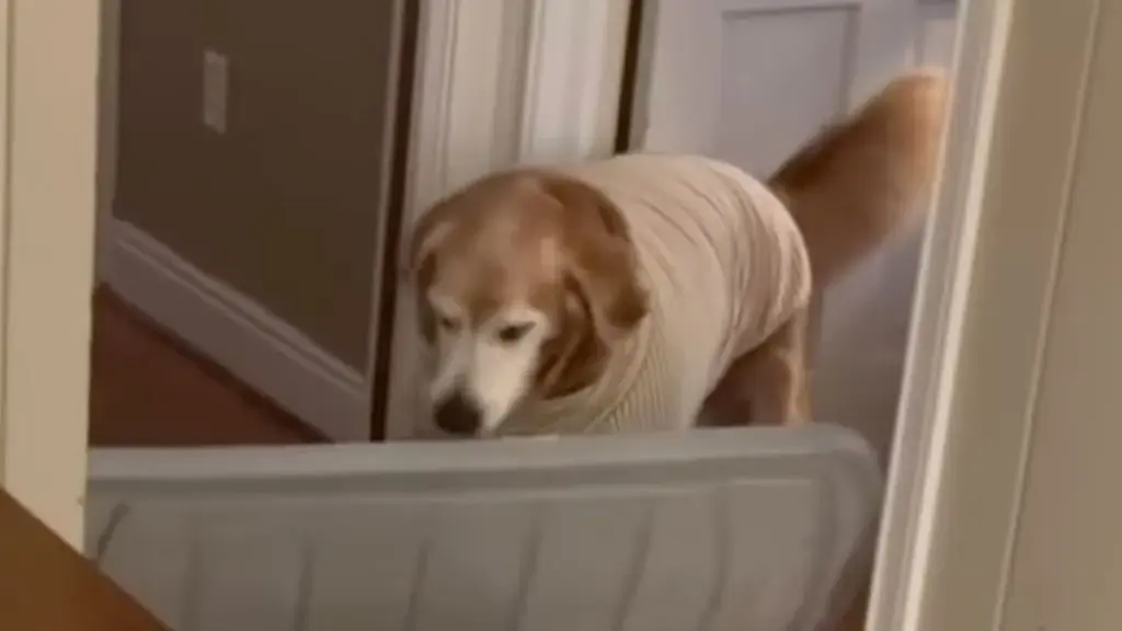 Senior Rescue Golden Retriever Brings Mom a Huge Lid — His Eagerness to Help Is Everything