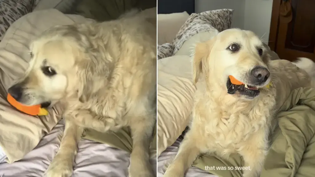 Senior Rescue Golden Retriever Finds Comfort in New Home