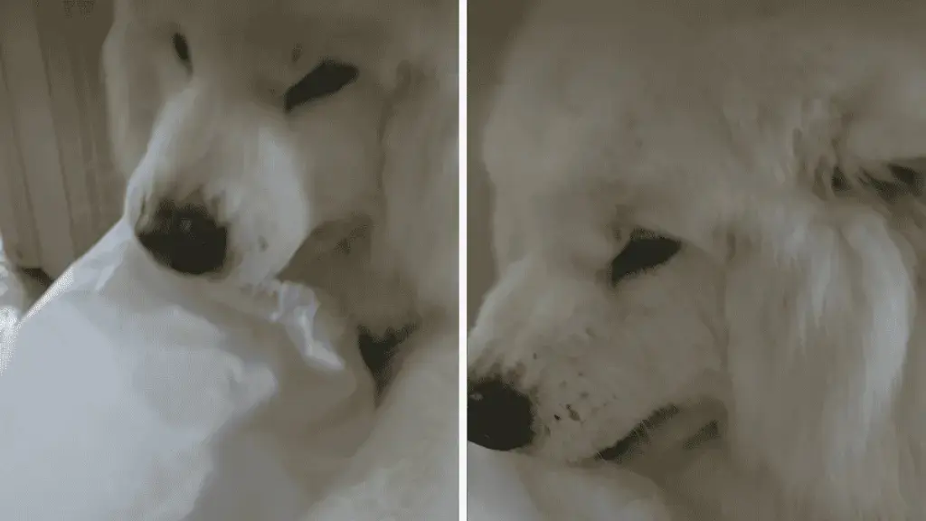 Senior Samoyed Berry Stares Down Dad While Clutching Stolen Bag