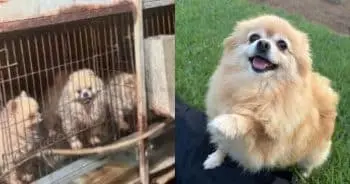 Tiny Pomeranian Seri Experiences First Home After Breeding Mill Life