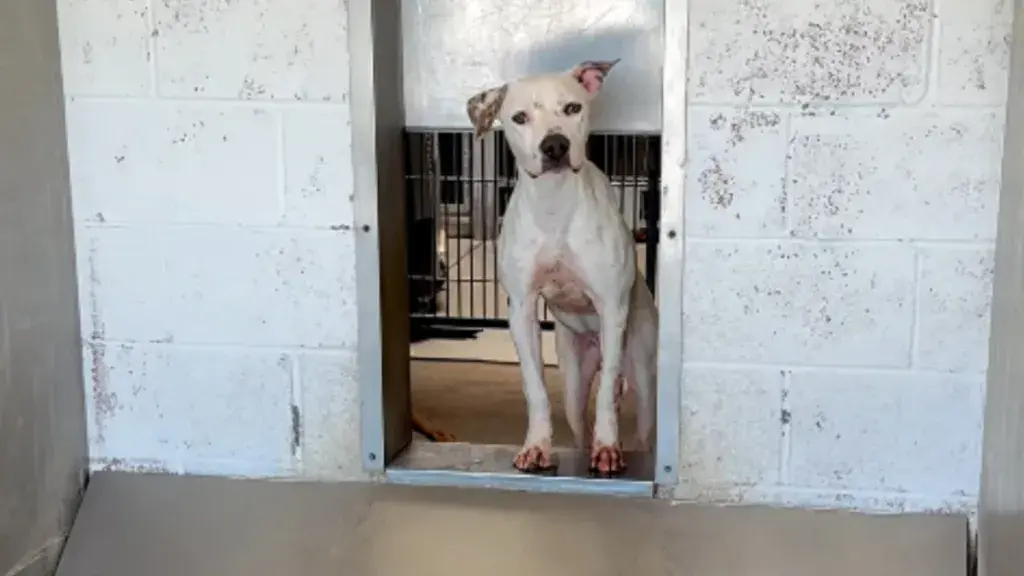 Shelter Dog Aster Waits Patiently with Hopeful Eyes for Adoption