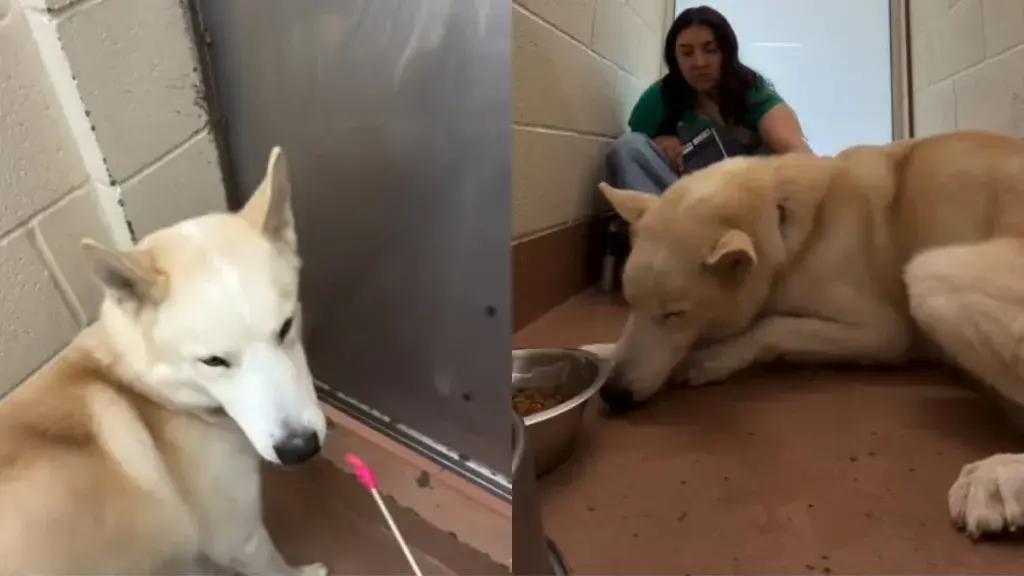 Shelter Dog Cries 'Mama' at Kennel Door After Surrender