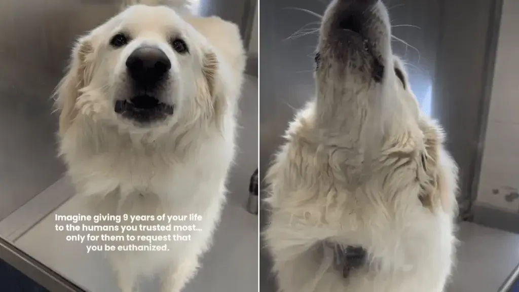 Shelter Dog Defies Euthanasia Request After Owner Cites Aggression