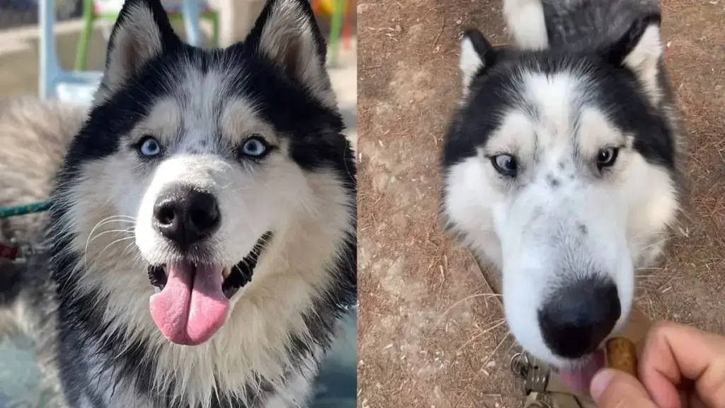 Shelter Dog Plays Alone Waiting for a Forever Home