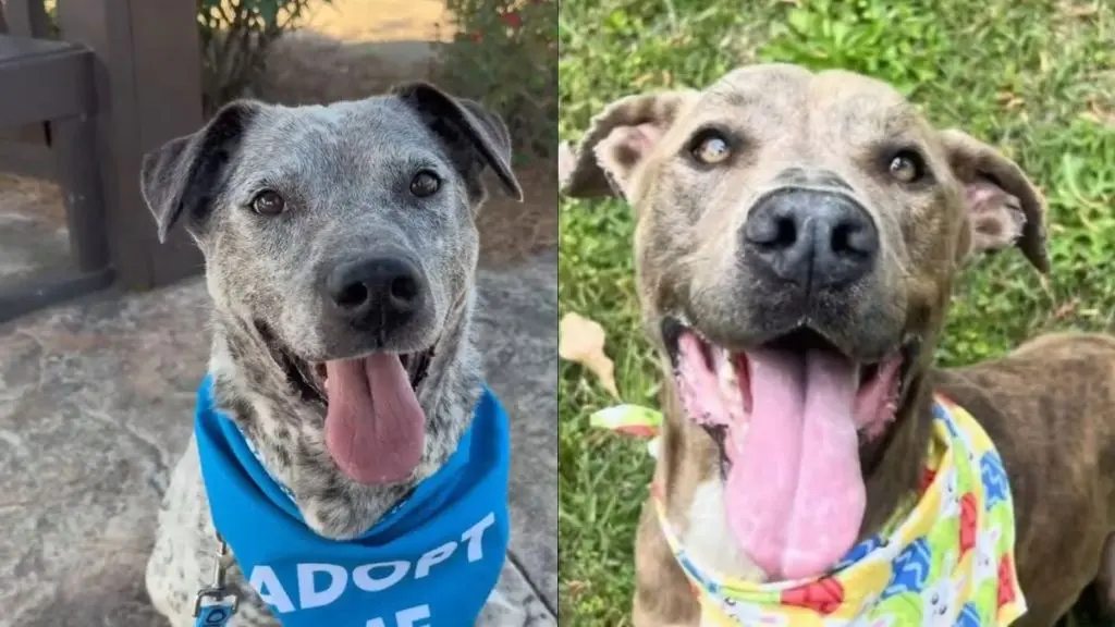Shelter Dogs Returned After Months of Waiting