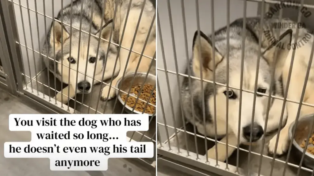 Shelter Dog’s Silent Greeting After 347 Days Breaks Hearts Online