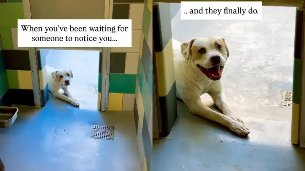 Shelter Pup Finds Unexpected Friend in Crowded Kennel