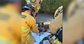 Sheltie Reunited With Firefighter Who Persisted in Search