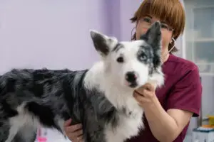 Should You Give Your Dog Probiotics?